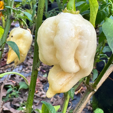 Giant White Scorpion - Seeds - The Pepper Pantry (Formerly Marie Sharp's)
